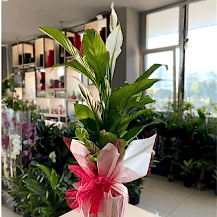 Manisa Çiçekci Barış Saksı Çiçeği